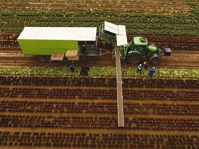 Green truck in a field harvesting produce utilizing a mobile conveyor.