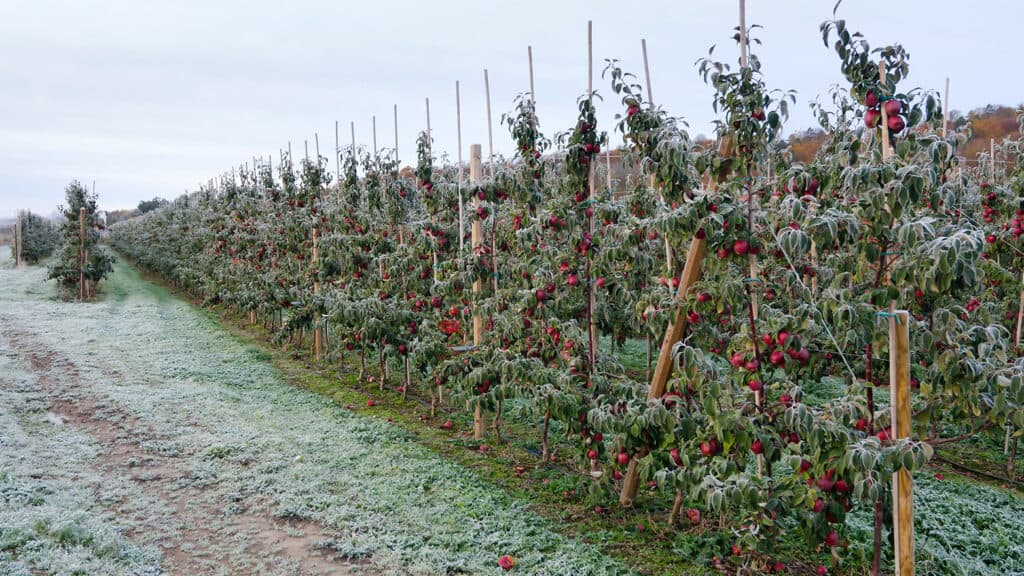 frost on apple trees in an orchard